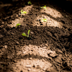 Biodynamic farm lettuce plantation organic agriculture fertilized land