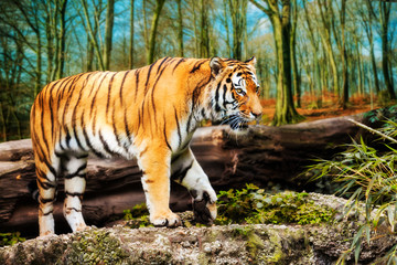 Fototapeta na wymiar Portrait of a Tiger in the wild habitat