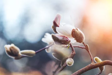 Gardinen blühender weißer Magnolienbaum über Naturhintergrund, frischer Frühlingsblumenhintergrund © zakalinka