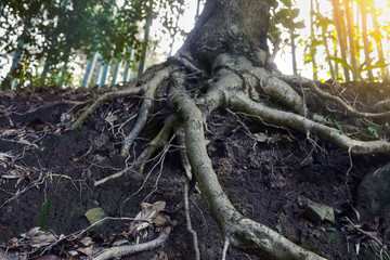 big old tree roots, sunny forest