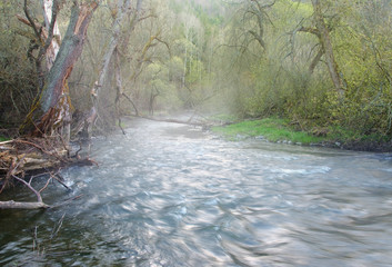 Obraz na płótnie Canvas river in the forest