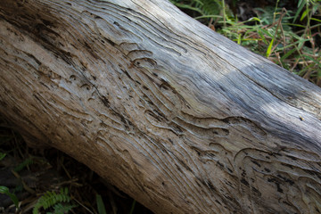  Tree trunk with wood texture in the forest
