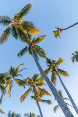 Fototapeta premium Tropical paradise, palm trees, looking up