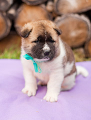 puppy american akita