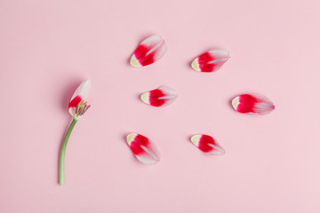 beautiful tulip flower and petals isolated on pastel pink background, creative emotions concept, crying, stress, flat layout, top view