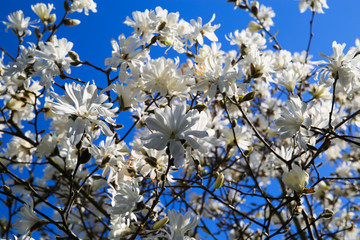 Low angle view on isolated magnolia tree with white blossoms against blue sky with cumulus clouds in spring