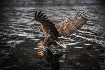 White tailed eagle in Lofoten Norway in natural habitat hunting for fish