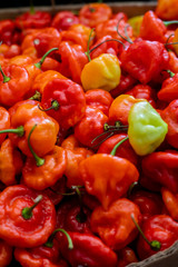 aji chombo