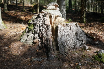 Baumstumpf