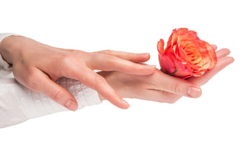 orange rose in women hands on white background