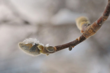 Spring willow tree in spring bloom