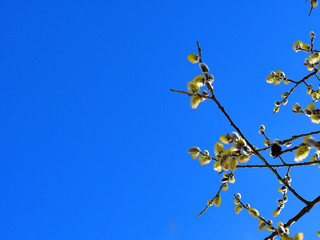 Flowers of a goat willow while blooming with blue sky in background