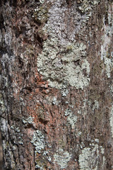 Moss on the wooden trunk of a tree