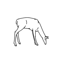 Wild deer female grazing vector outline black white sketch illustration.