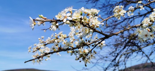Weiße Apfelblüten vor blauem Himmel