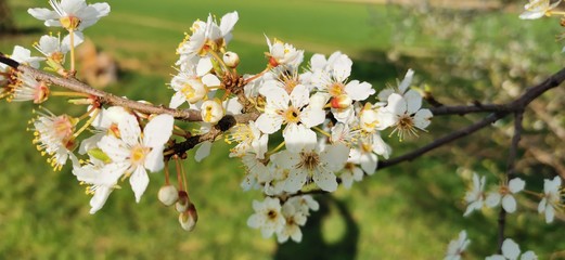 Weiße Apfelblüten vor grünen Hintergrund