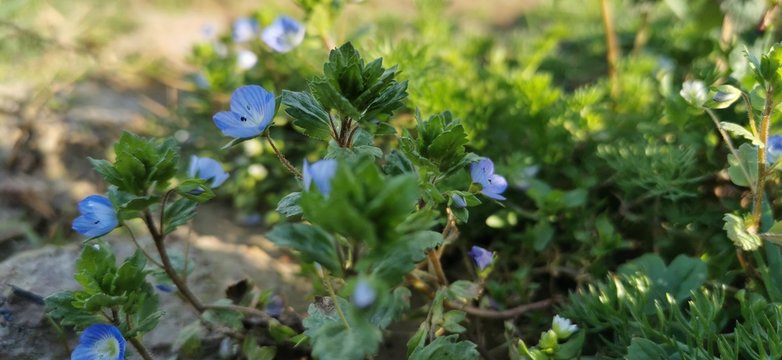 Blaue Wildblume im Frühling