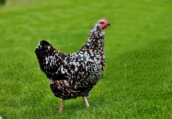 Hen is a domestic ,it lays eggs and is excellent for meat.