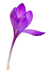 Crocus flower isolated on white background with clipping path