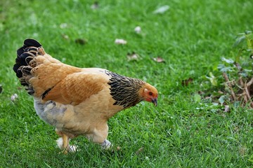 Naklejka na ściany i meble Hen is a domestic ,it lays eggs and is excellent for meat.