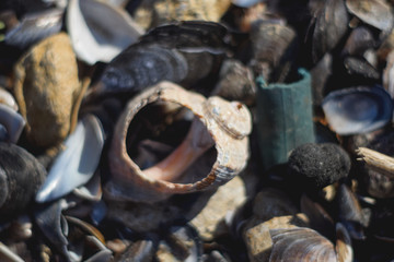 Background of shells and stones on the beach