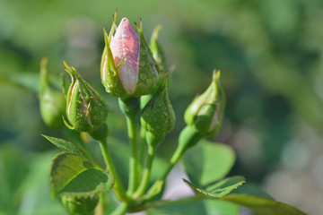Вackground spring- flowers apple