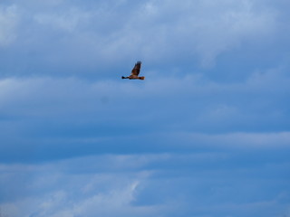 Fototapeta na wymiar ave migratoria de color blanco, negro y naranja, volando bajo el cielo nublado de ivars, lerida, españa, europa