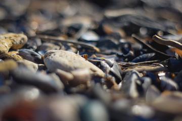 Background of shells and stones on the beach