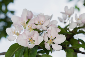 Obraz na płótnie Canvas Вackground spring- flowers apple