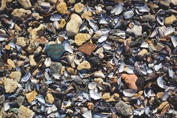 Background of shells and stones on the beach