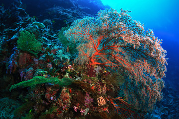 Fototapeta na wymiar Underwater world. Beautiful coral reefs of Sipadan Island.