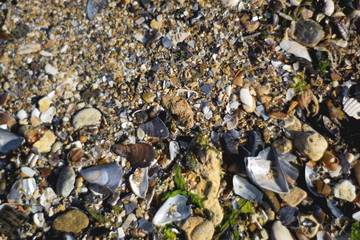 Shells, stones and seweed on the sand