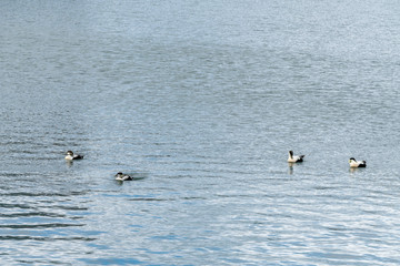 Ducks in harbour of Torshavn in the Faroe Islands.