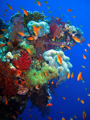 Fototapeta na wymiar The underwater world of the Red Sea. Very beautiful coral reef with soft and hard corals.