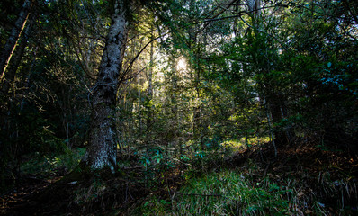 Breil sur Roya-Mercantour-Sentier du Mont Mangiabo