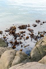 Various species of kelp growing in the northern Atlantic as seen in the harbour of Torshavn in the Faroer Islands