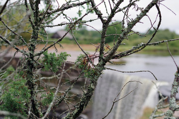 Paysage d'une tourbière estonienne en automne