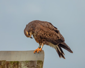 Snail Kite