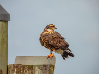 Snail Kite