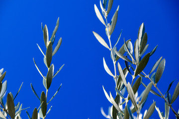 olive tree branches with leaves against the blue sky