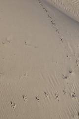 footprints in the sand