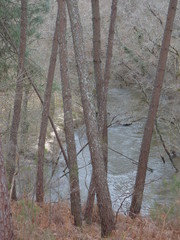 Obraz premium Paysage des Landes
