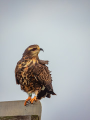 Snail Kite