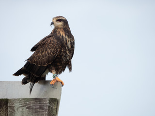 Snail Kite