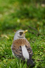 Kwiczoł ,ptak kwiczoł ,ptactwo ,ptaki lotne