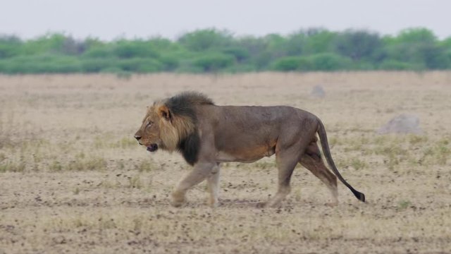 A Hungry Black Mane Lion Walking On The Dry Field In Nxai Pan, Botswana - Wide Shot
