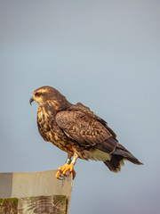 Snail Kite