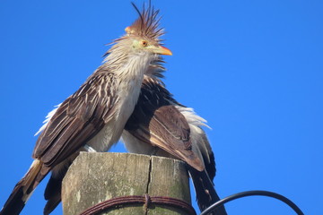 bird of prey