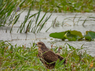 Snail Kite