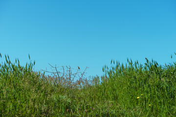Landscape background- aged architecture
